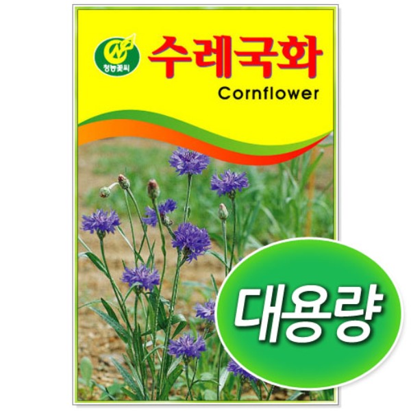 [학습부자재] 대용량 수레 국화 씨앗 (100g/300g)