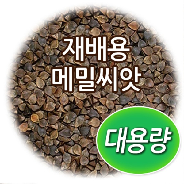 [학습부자재] 대용량 재배용 메밀 씨앗 (500g/1kg)