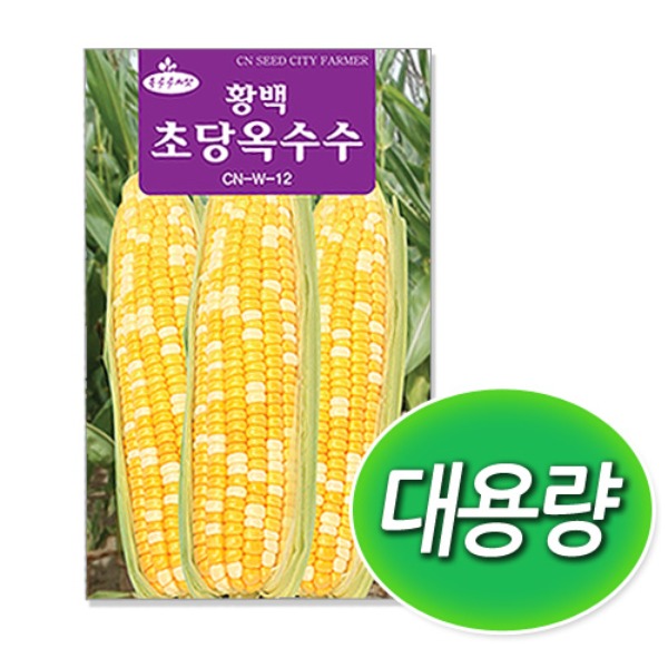 [학습부자재] 대용량 황백 초당 옥수수 씨앗 (400g)